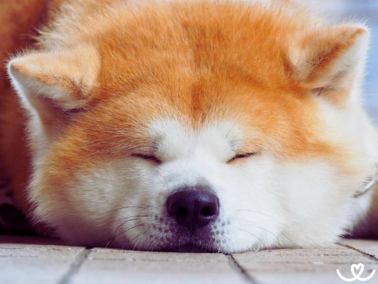 Spící štěně akity inu s oranžovou srstí na dlažbě.