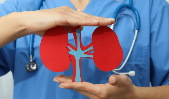 Hands holding kidney model