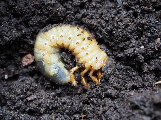 Bílá larva brouka v zemi - typická škůdce pro úrodu.