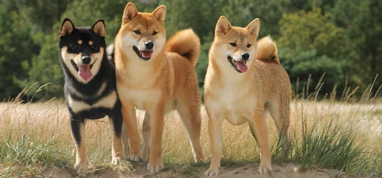 Tři shiba inu stojí v trávě na pozadí stromů.