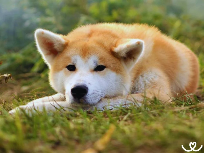 Majestátní akita inu štěně odpočívá na trávníku.