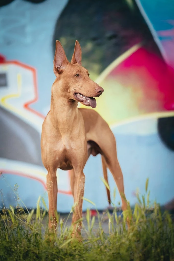 Faraonský pes stojí na trávníku před barevnou grafitovou zdí.