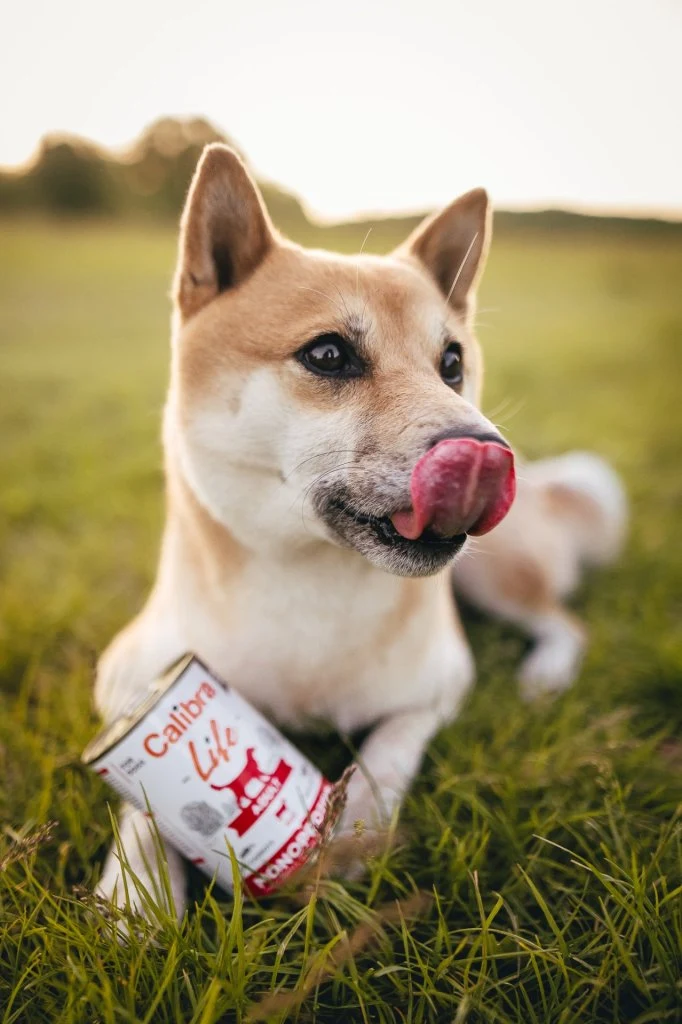 Shiba Inu pes ležící na trávě s plechovkou psího jídla.