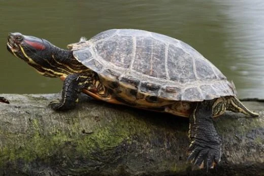 Red-eared slider turtle