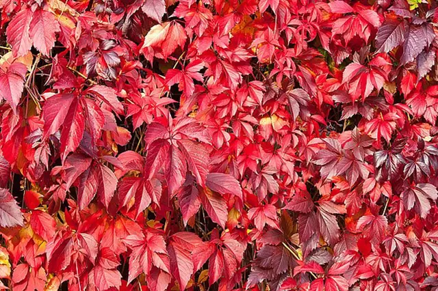 Parthenocissus quinquefolia leaves
