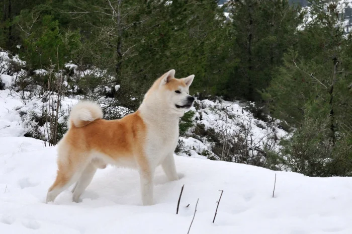 Akita inu pes stojí na sněhu v zimním lese.