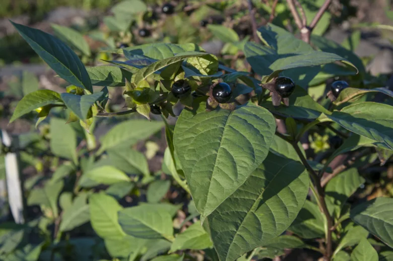 Jedovaté černé plody na rostlině Solanum nigrum v zahradě.