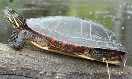 Červenoušková želva sedí na kmeni ve vodě.