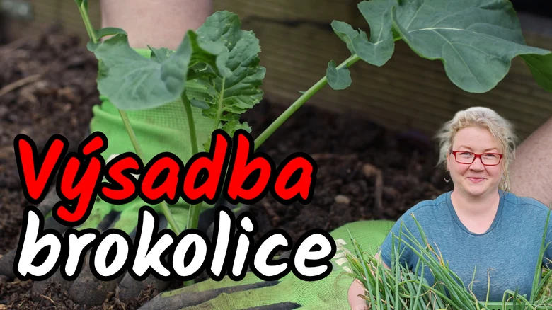Žena s mladými rostlinami brokolice připravená k výsadbě do půdy.