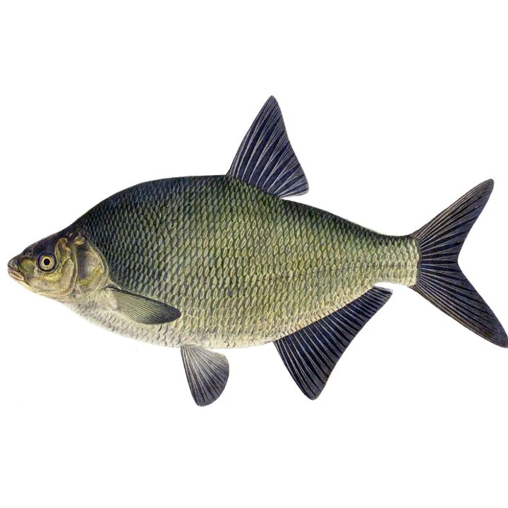 Ilustrace obecného karase na bílém pozadí pro článek o jeho chovu.