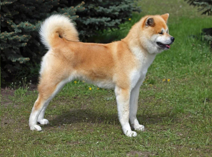Zdravý akita inu stojí na trávníku před stromy.