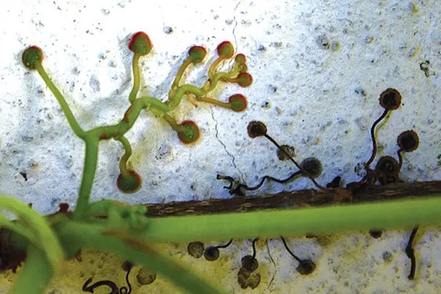 Dog's wine plant fruiting