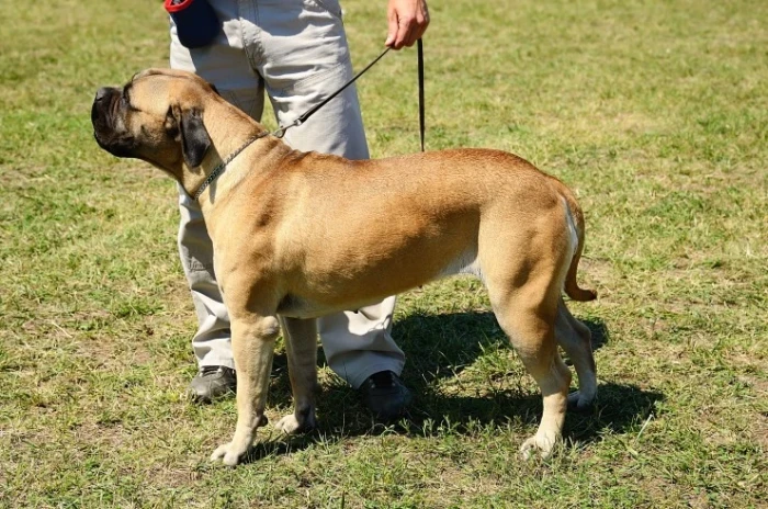 Bulldog mastif stojí na trávníku vedle člověka s vodítkem.