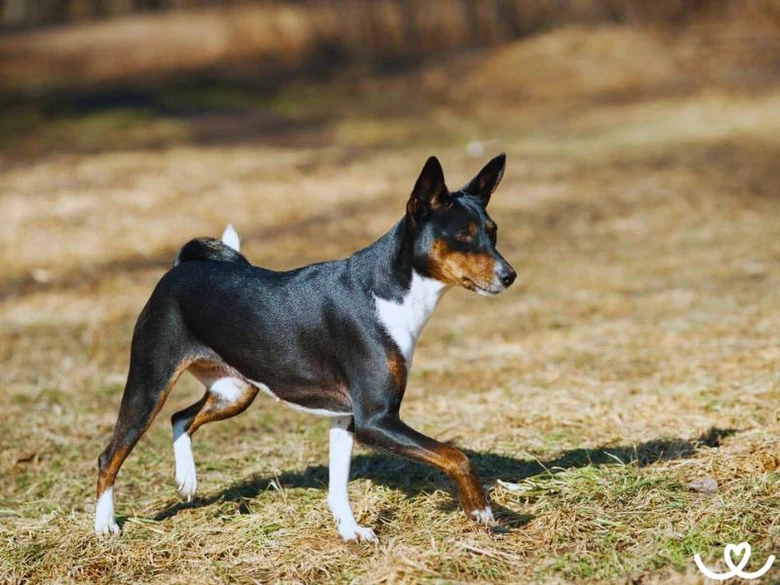Basenji pes běží po trávě venku.